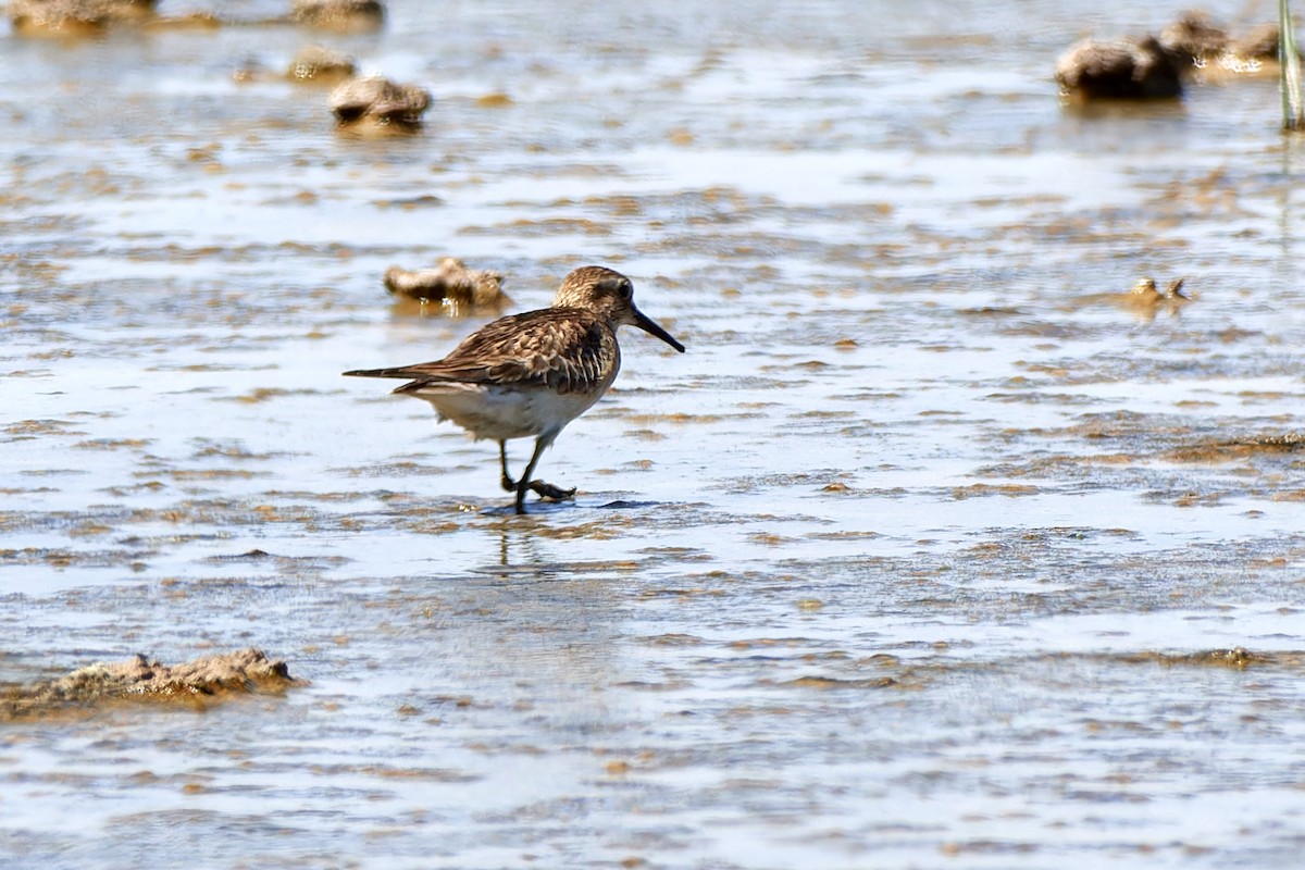 Baird's Sandpiper - ML616316745