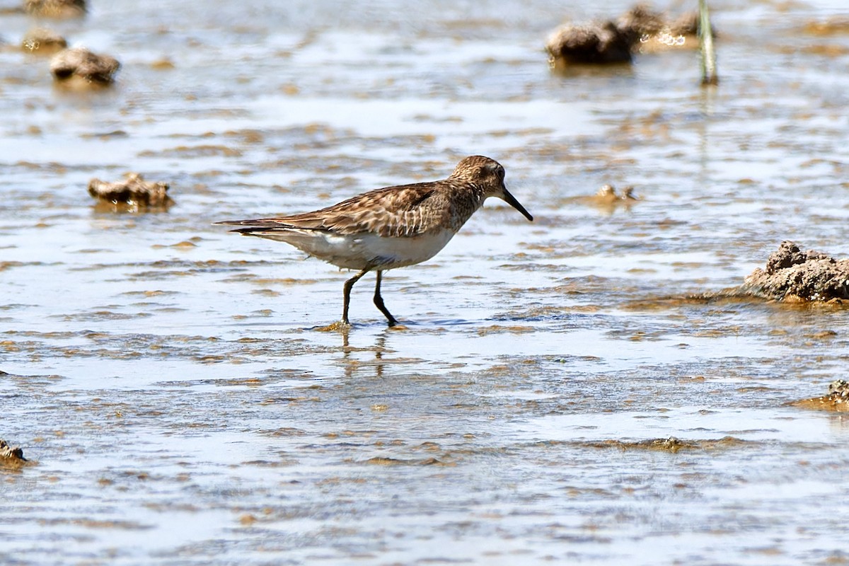 Baird's Sandpiper - ML616316746