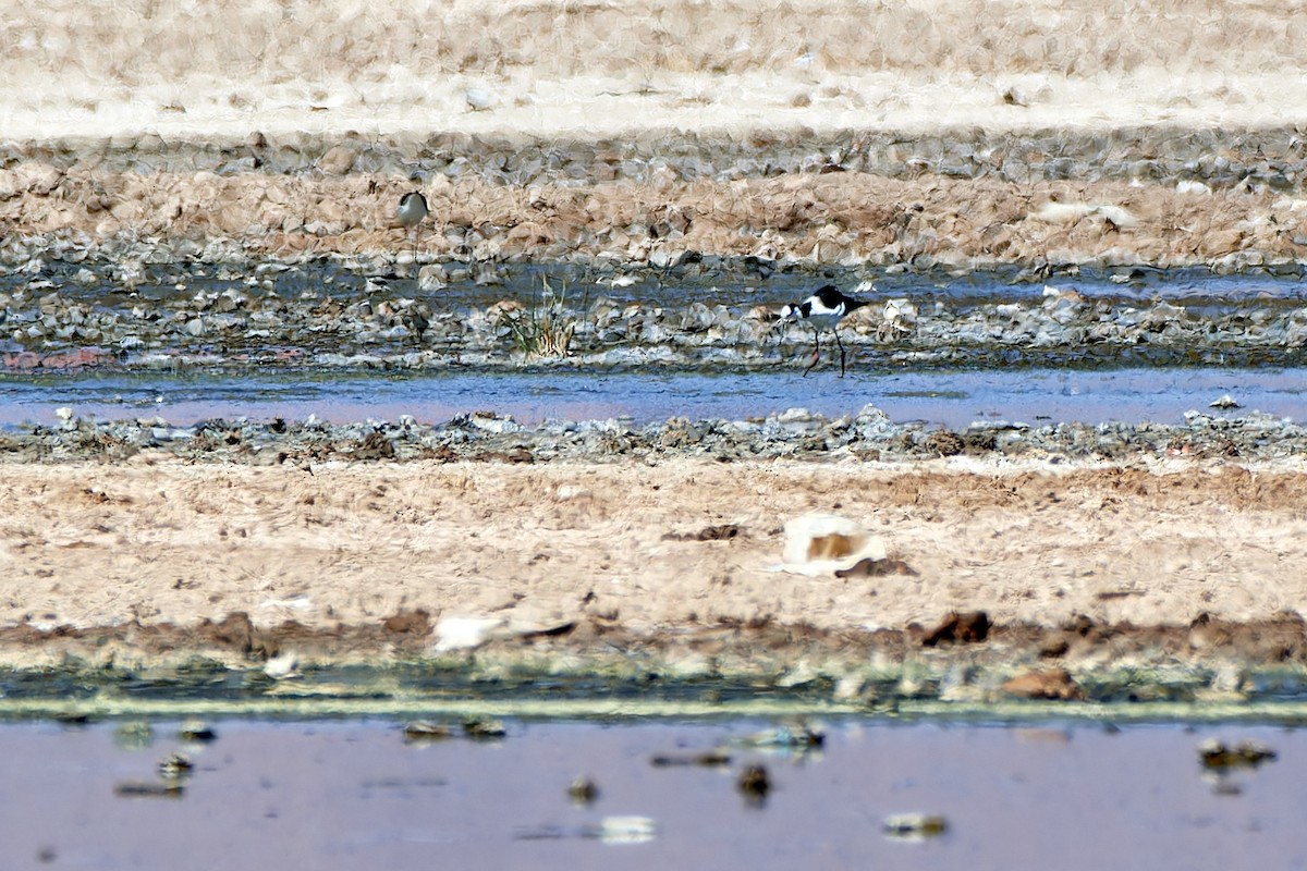 Black-necked Stilt (White-backed) - Tomáš Grim