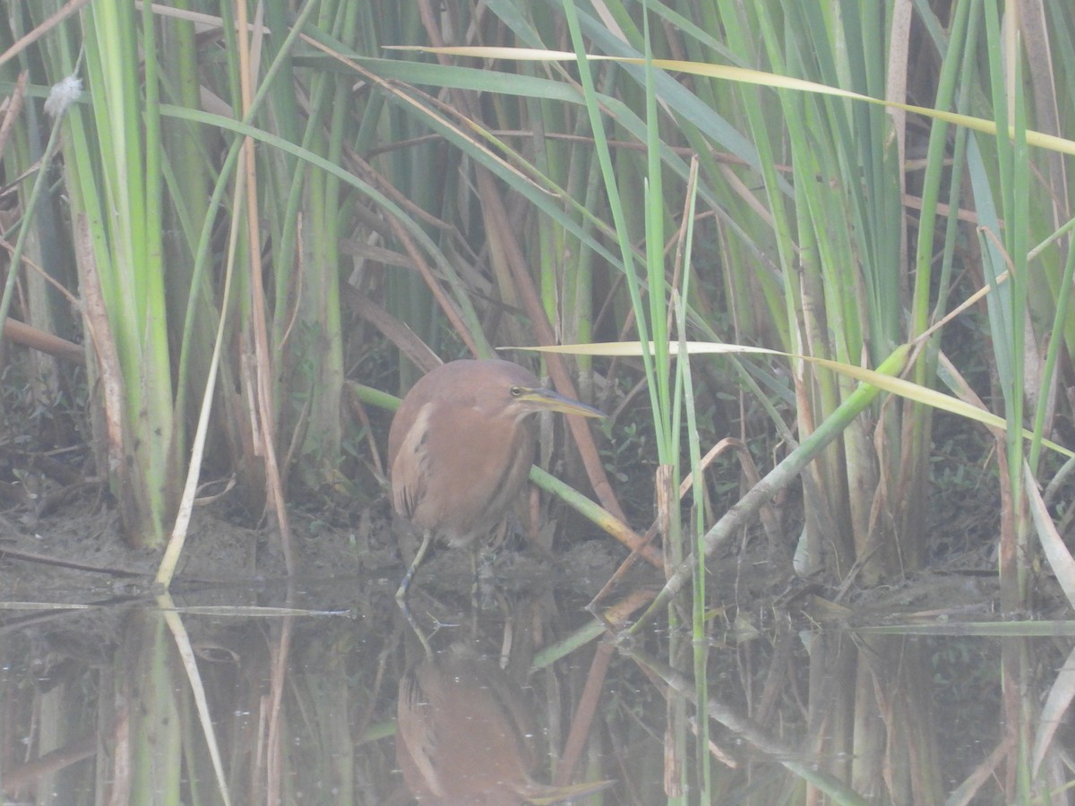 Cinnamon Bittern - rajesh M