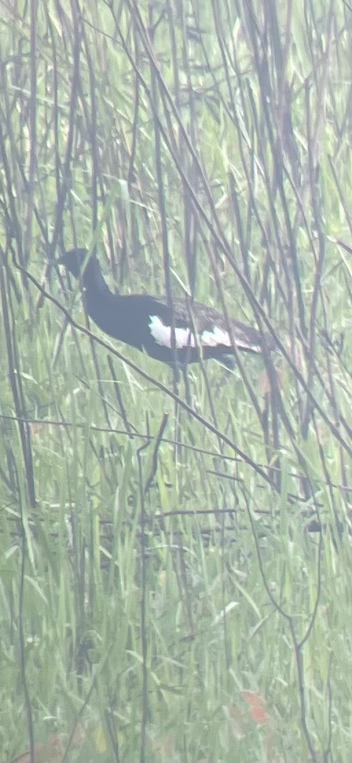 Bengal Florican - ML616316776