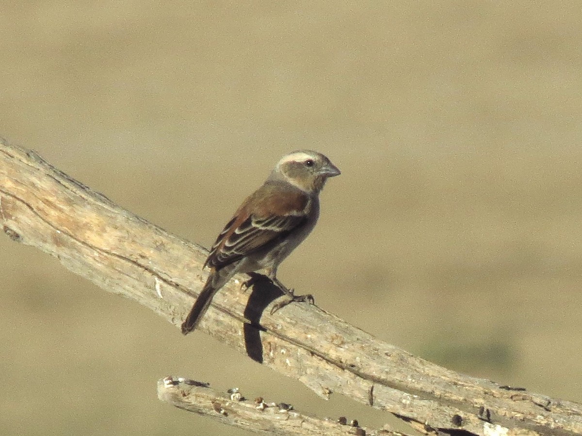 Капский воробей - ML616316805