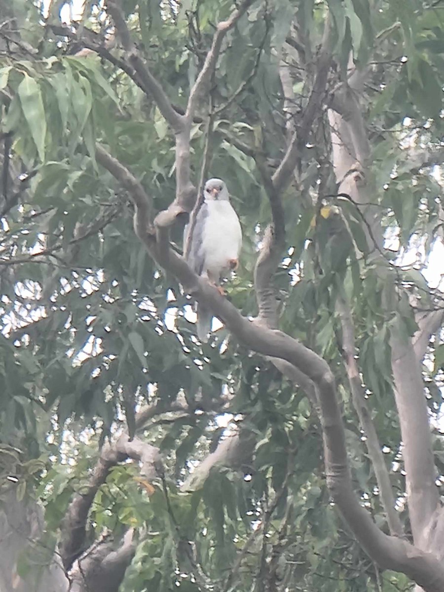 Gray Goshawk - ML616316889