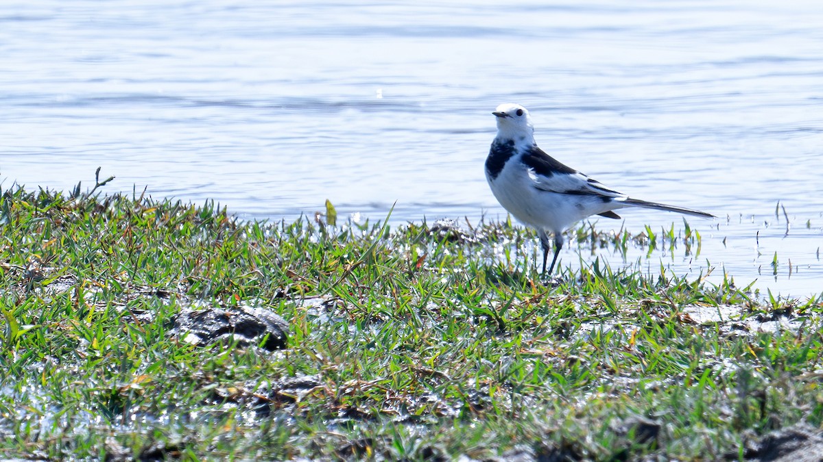 White Wagtail - ML616316894