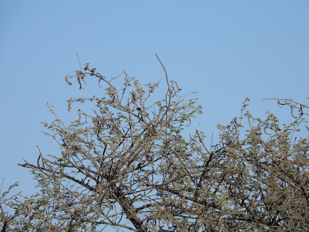 Arabian Warbler - Sławomir Karpicki