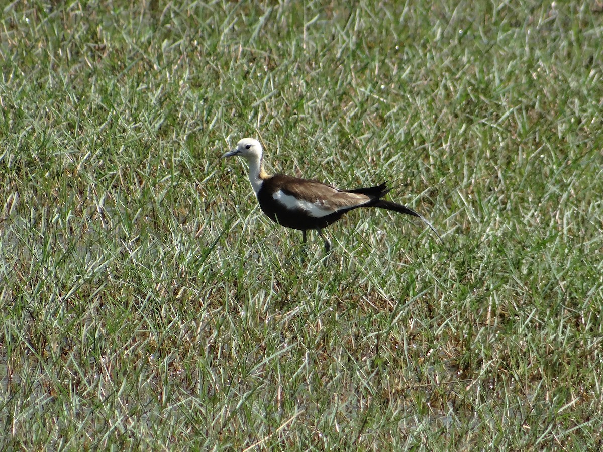 Pheasant-tailed Jacana - ML616316920