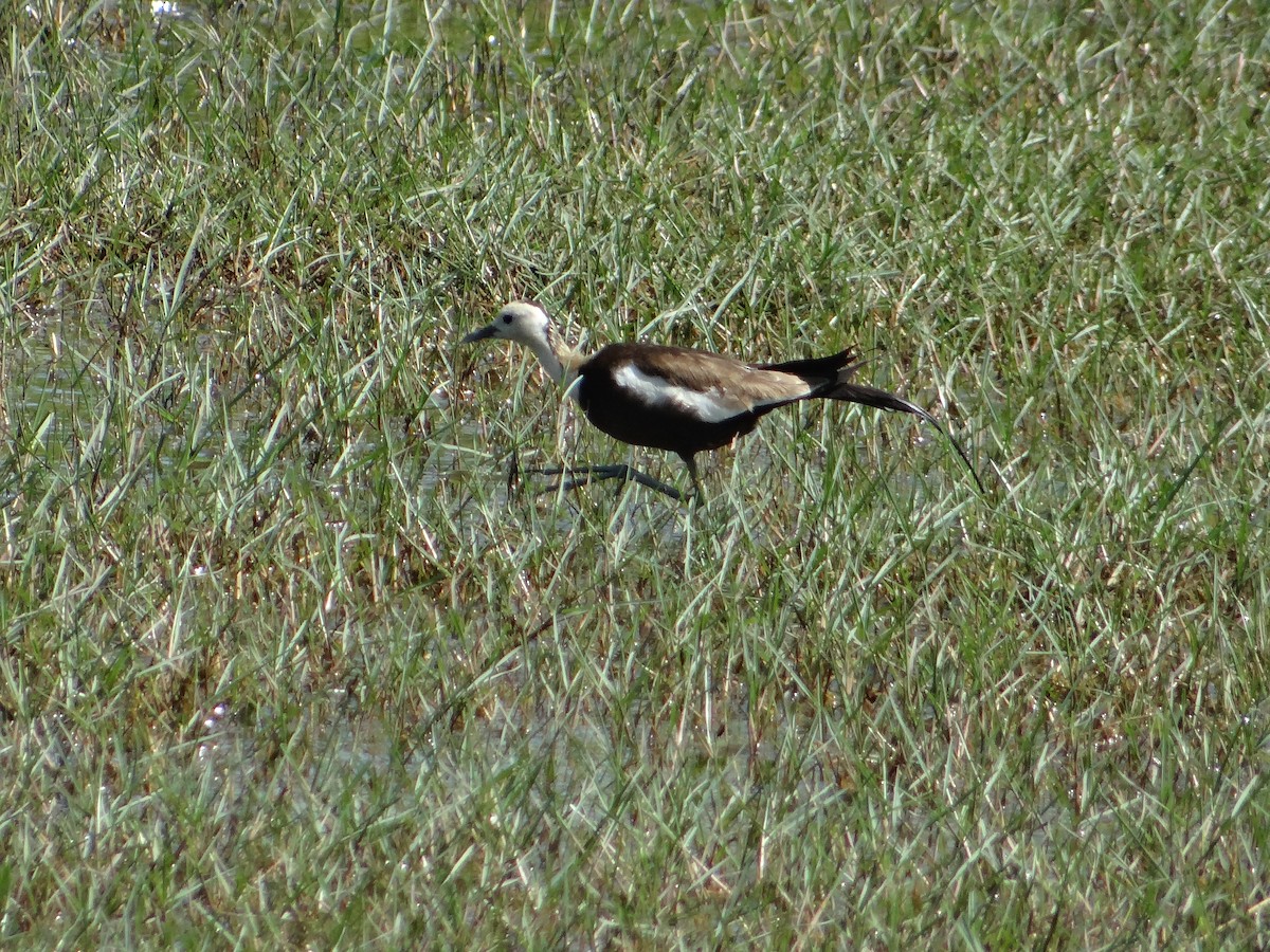 Pheasant-tailed Jacana - ML616316921
