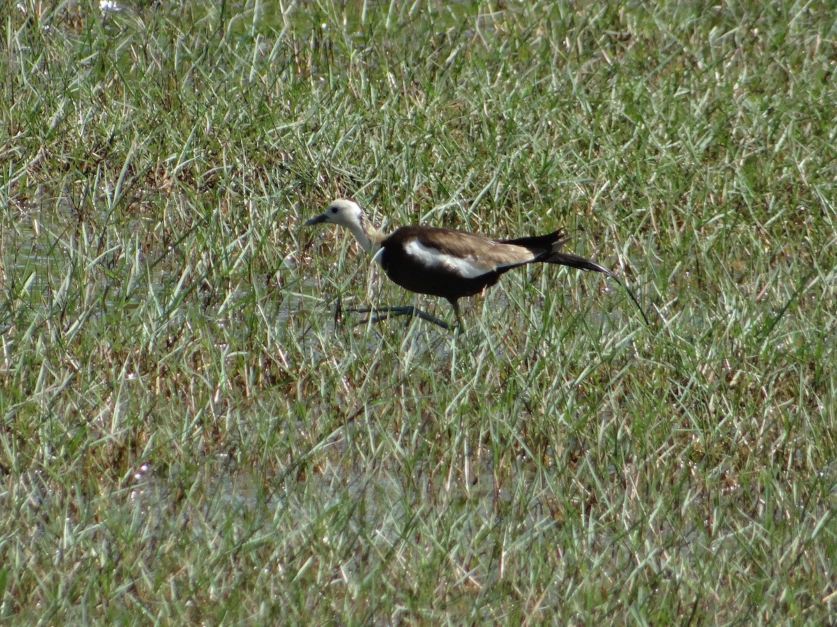 Jacana Colilarga - ML616316921