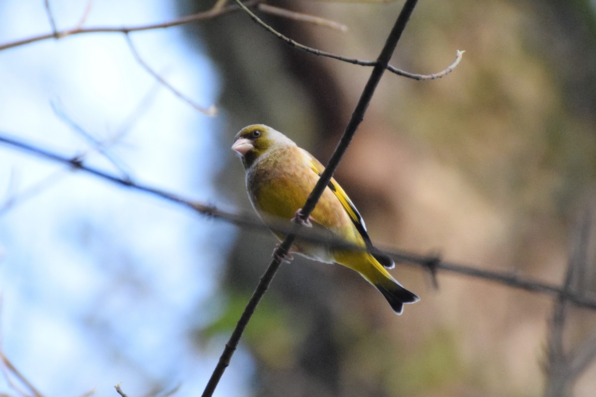 Oriental Greenfinch - Andy Zhang