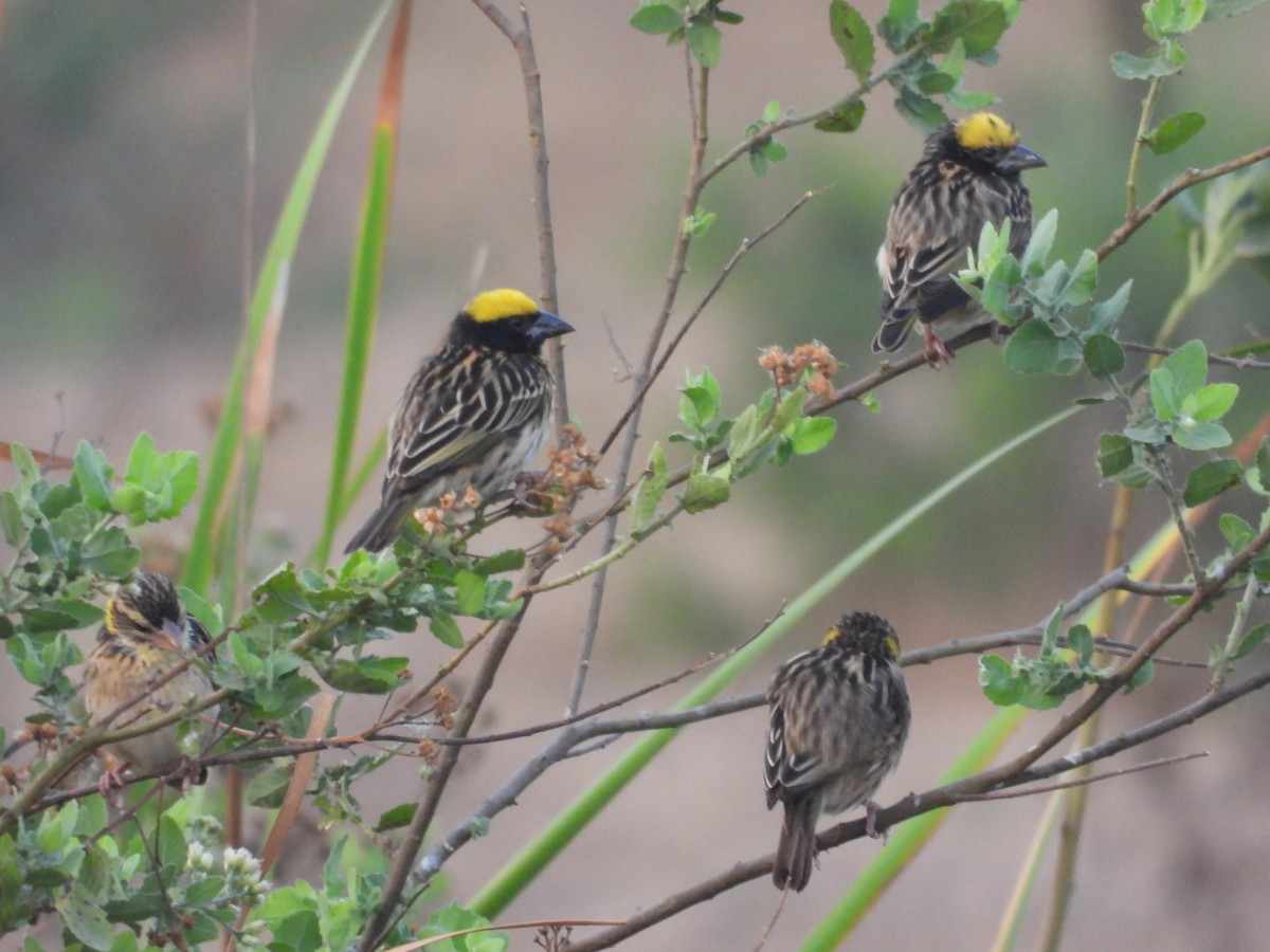 Streaked Weaver - ML616316937