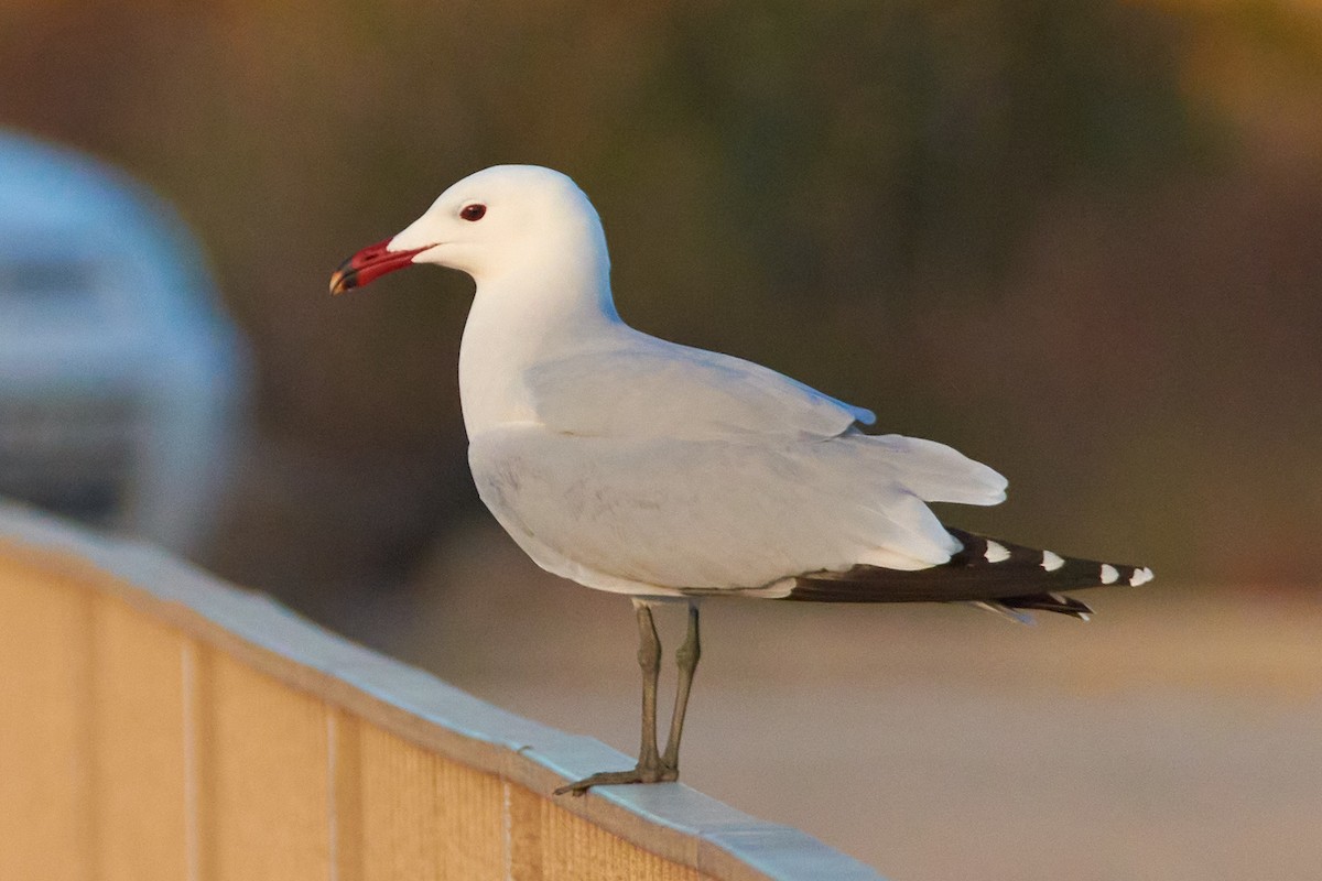 Audouin's Gull - ML616316955