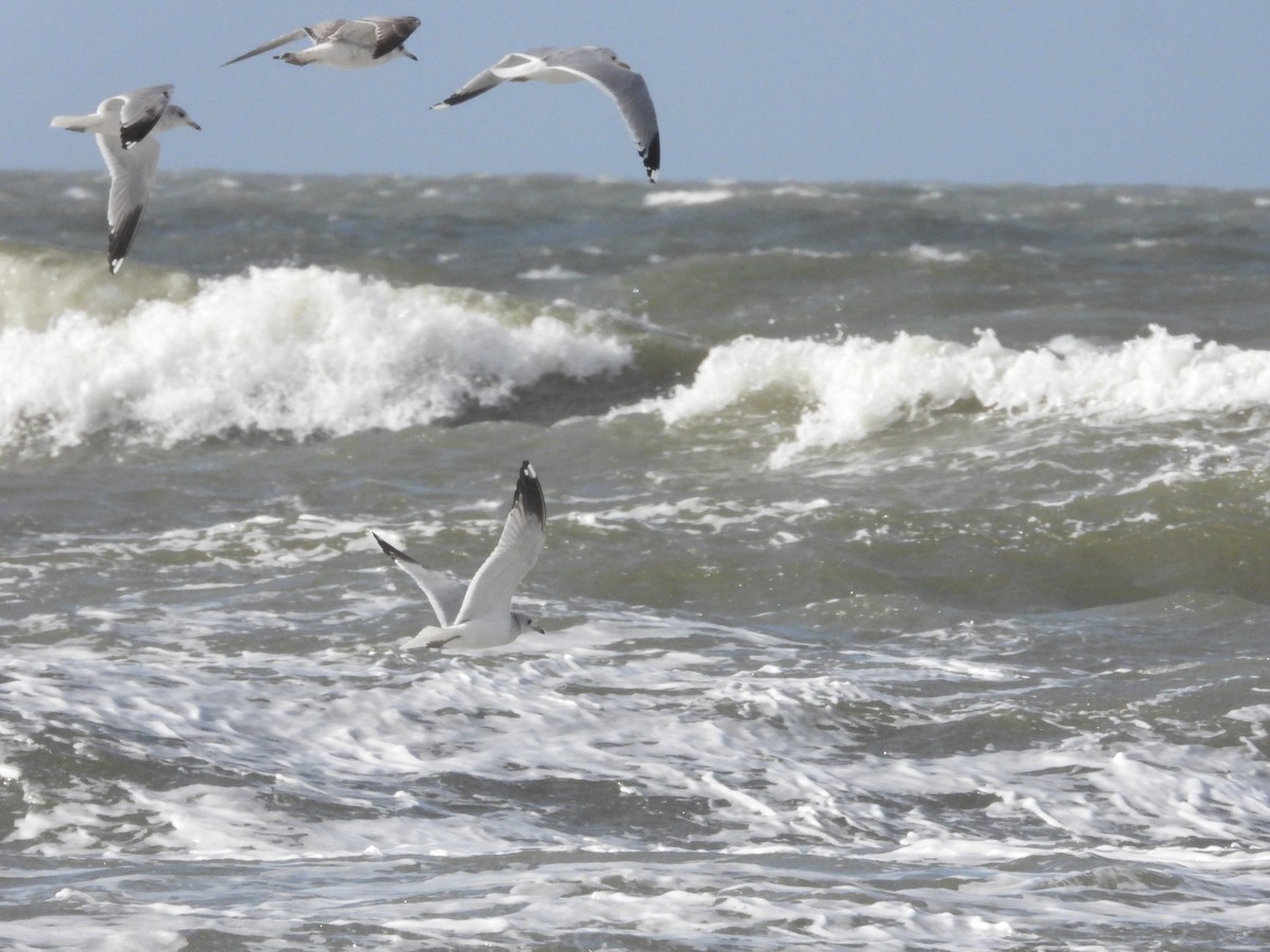 Common Gull - ML616316969