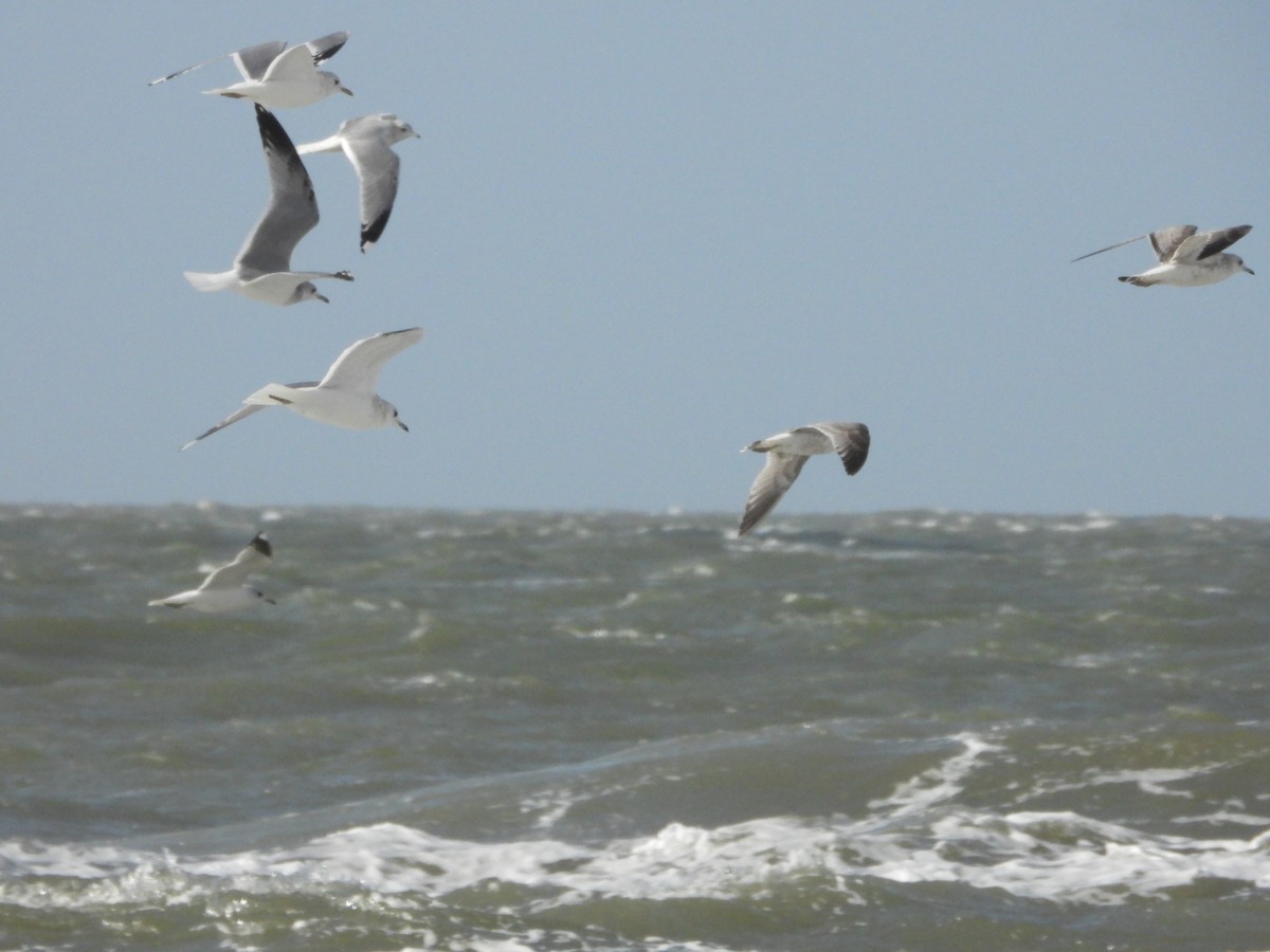 Common Gull - ML616316970