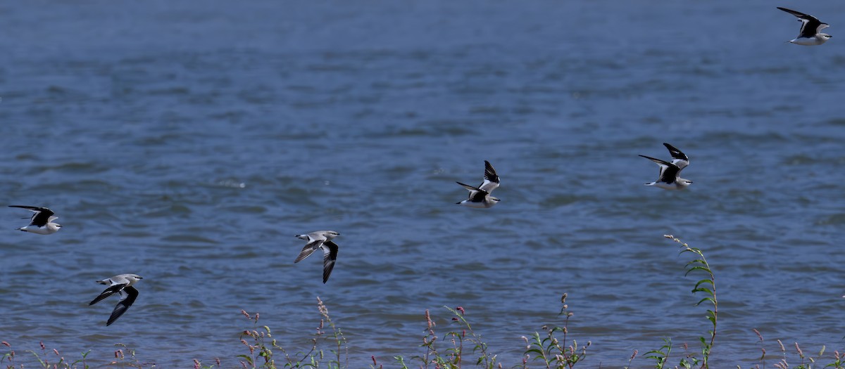 Small Pratincole - ML616316988