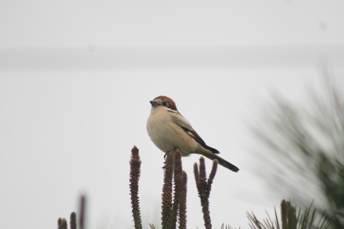 Woodchat Shrike - ML616317008