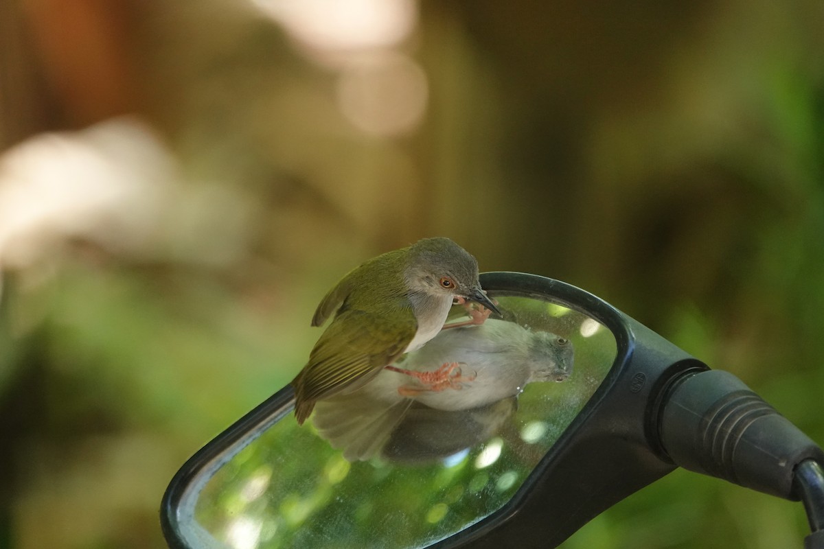 Green-backed Camaroptera (Green-backed) - ML616317034