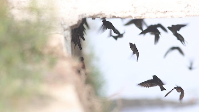 Streak-throated Swallow - ML616317064