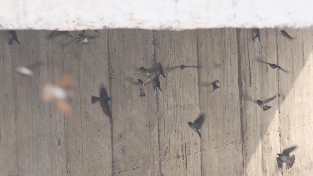 Streak-throated Swallow - ML616317065