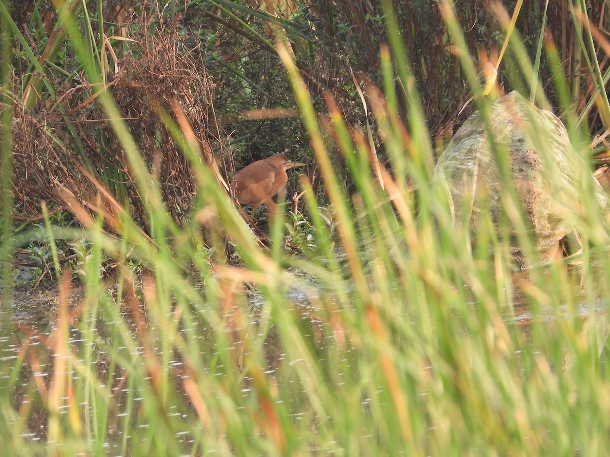 Cinnamon Bittern - ML616317068