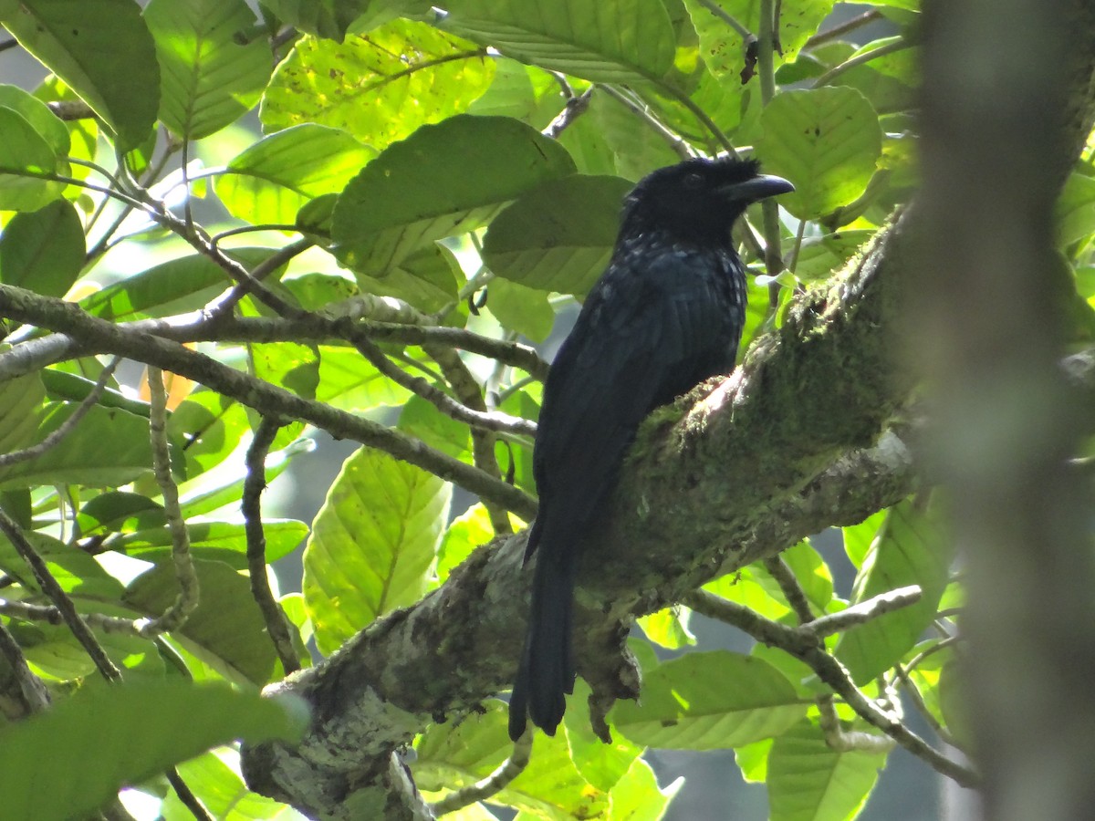 Sri Lanka Drongo - ML616317089