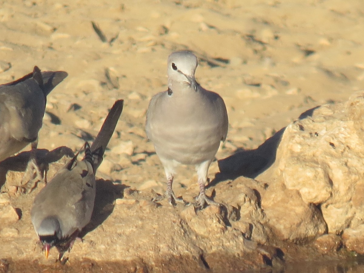 Ring-necked Dove - ML616317100