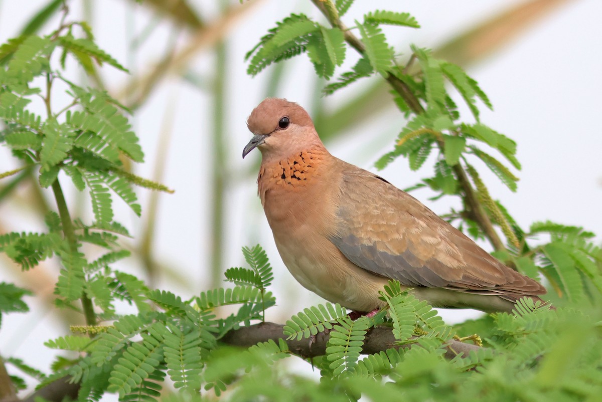 Laughing Dove - ML616317120