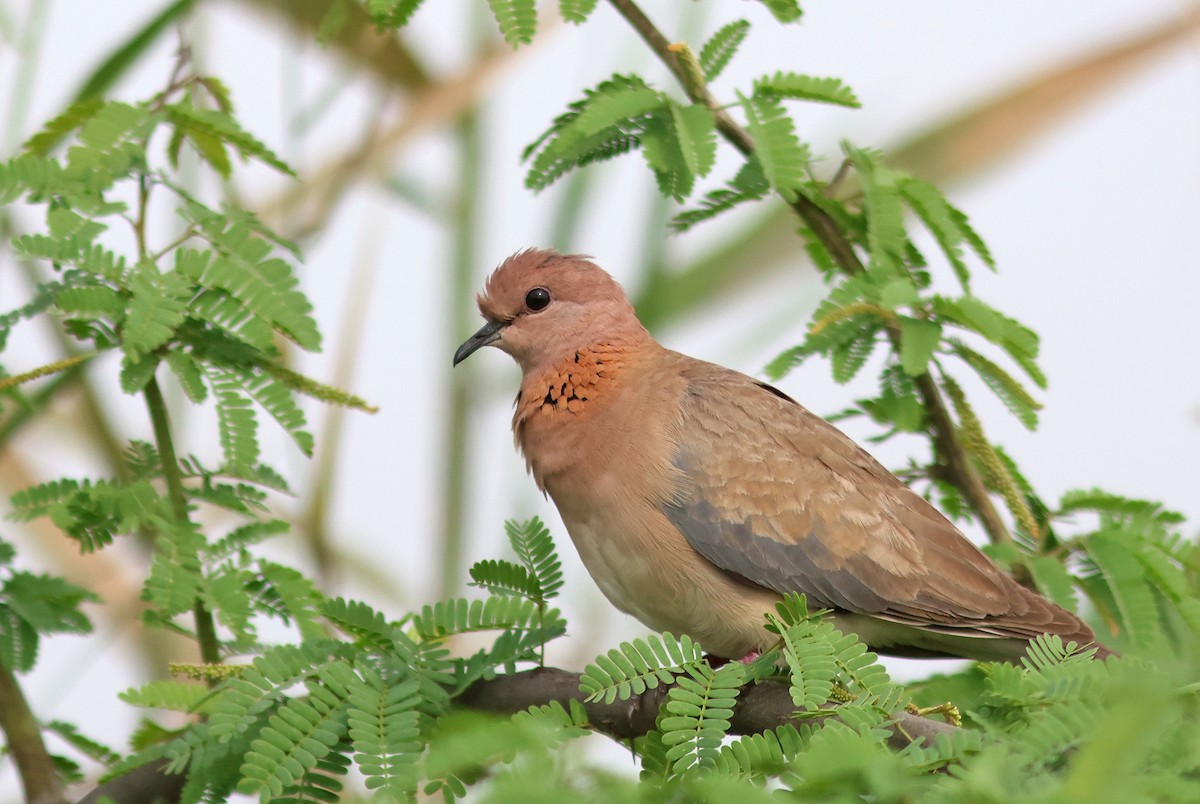 Laughing Dove - ML616317121