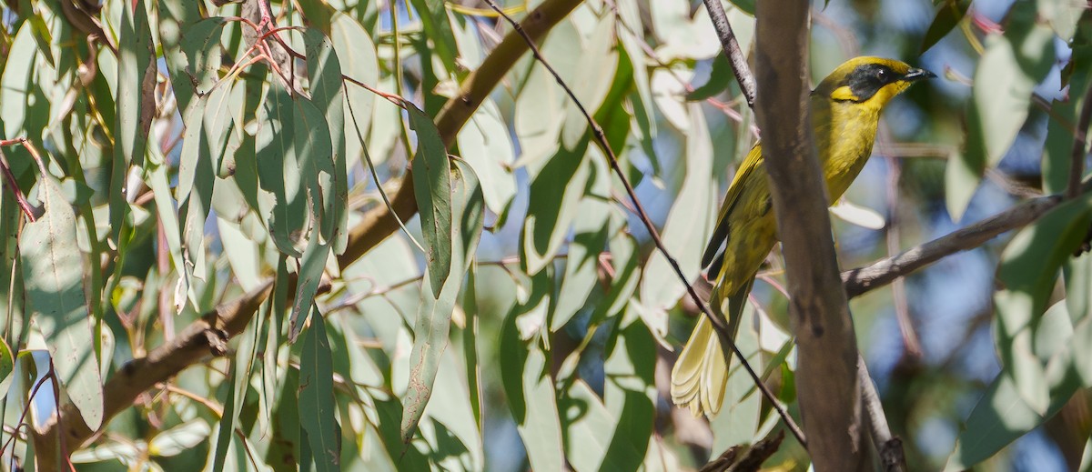 Yellow-tufted Honeyeater - Ben Milbourne