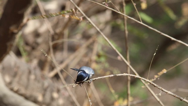 Asian Tit (Cinereous) - ML616317172