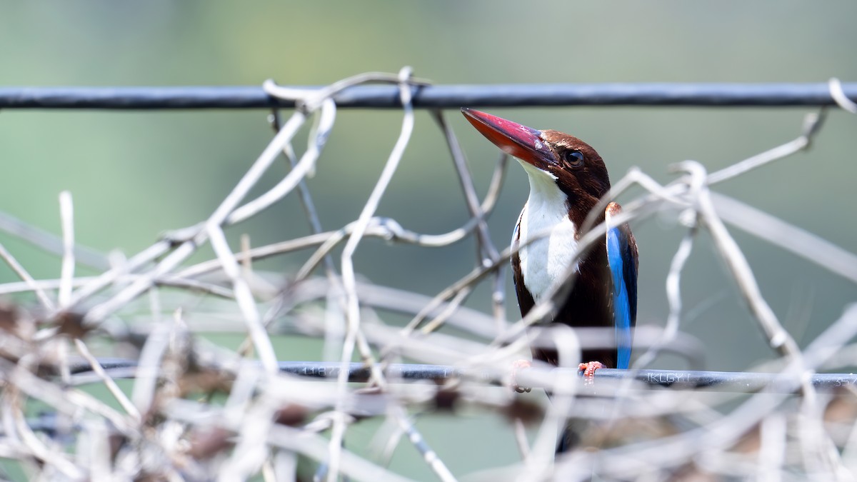 White-throated Kingfisher - ML616317190