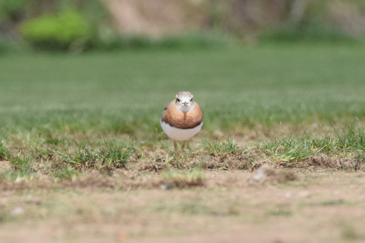 Oriental Plover - Andy Zhang