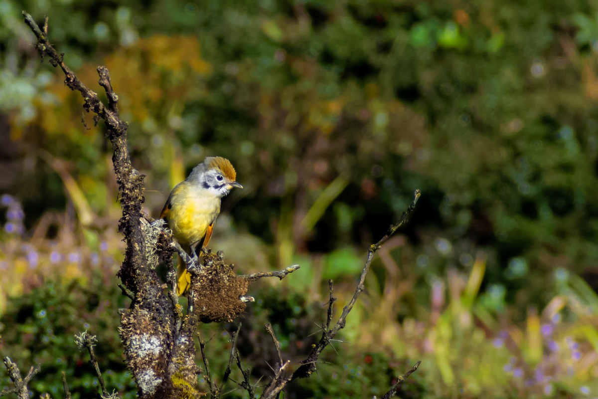 Red-tailed Minla - ML616317222