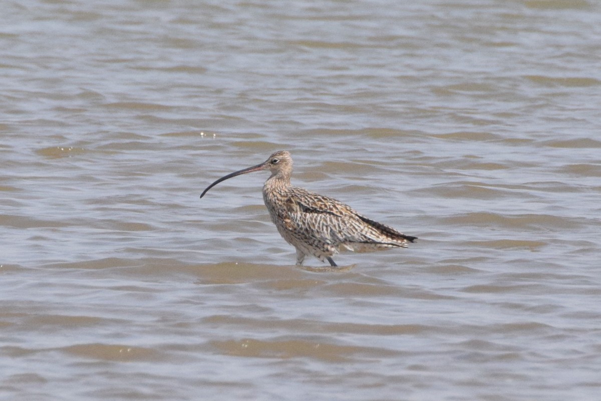 Far Eastern Curlew - Andy Zhang