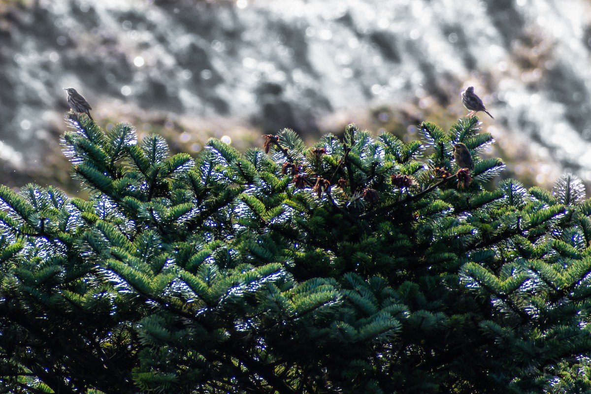 Olive-backed Pipit - ML616317249