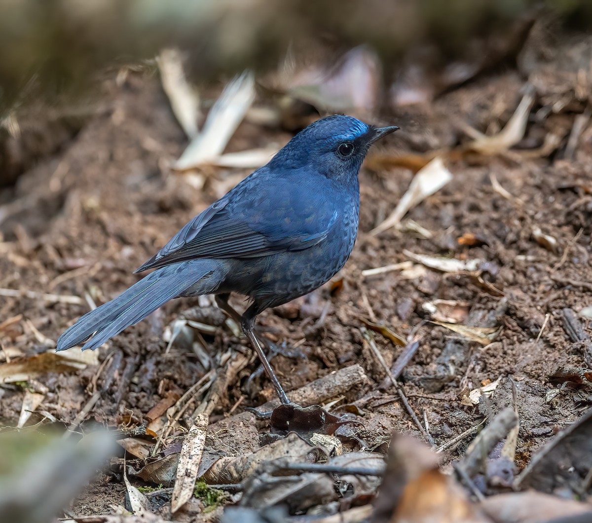 Blue-fronted Robin - ML616317325