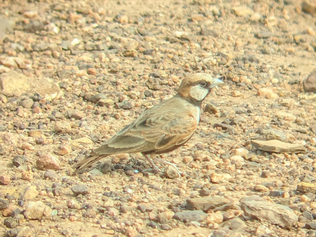 Ashy-crowned Sparrow-Lark - ML616317429