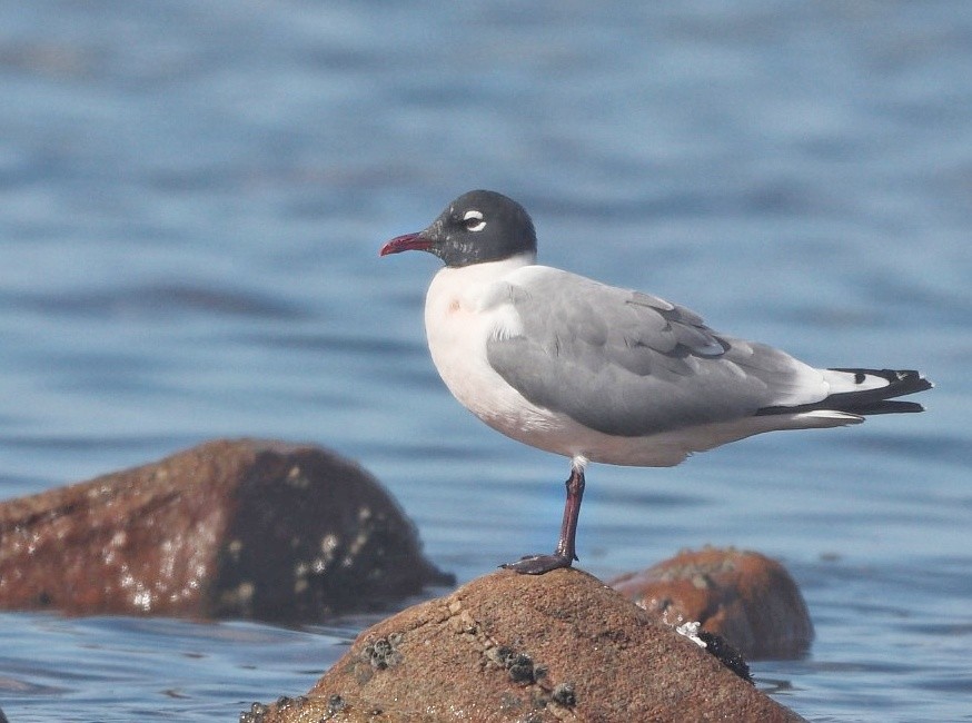 Franklin's Gull - ML616317473