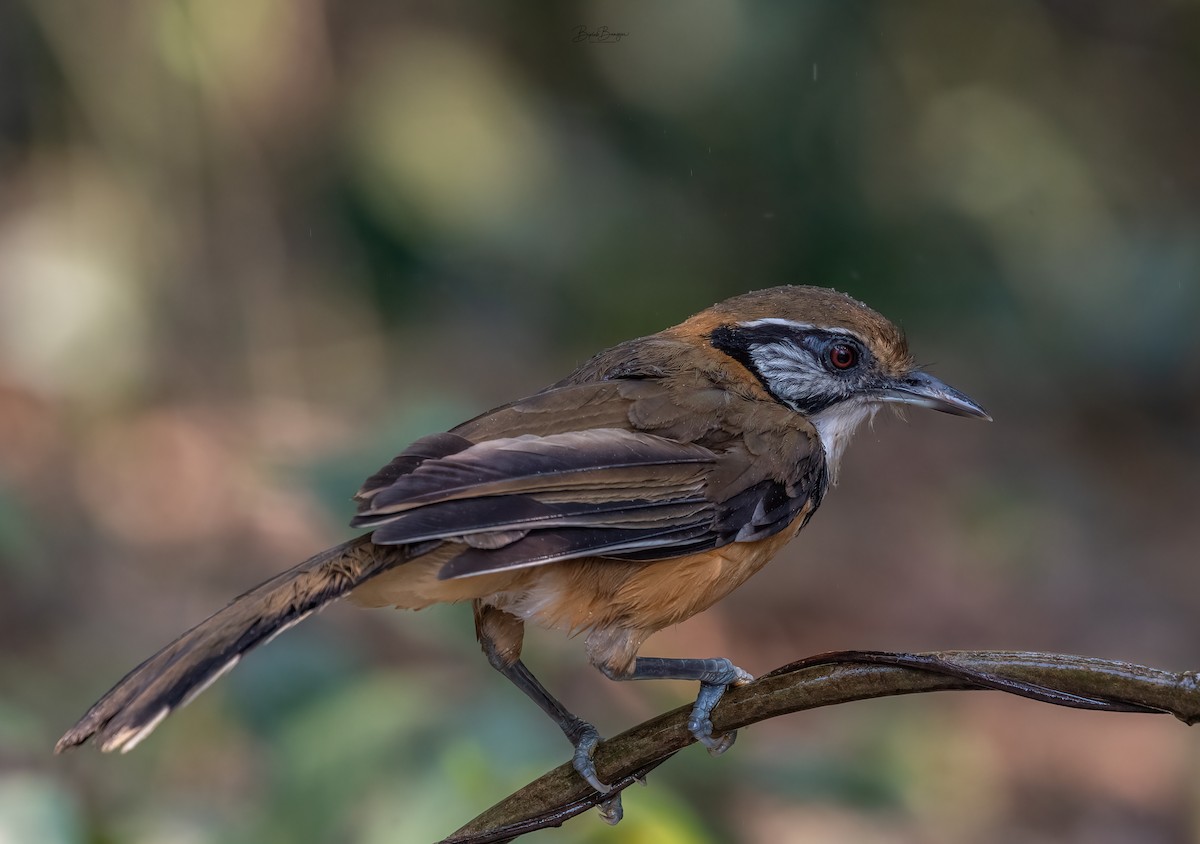 Greater Necklaced Laughingthrush - ML616317475