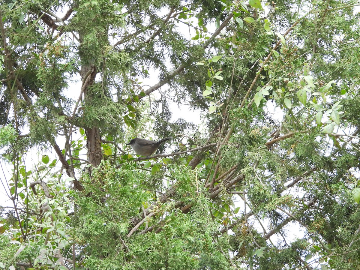 Yemen Warbler - ML616317545