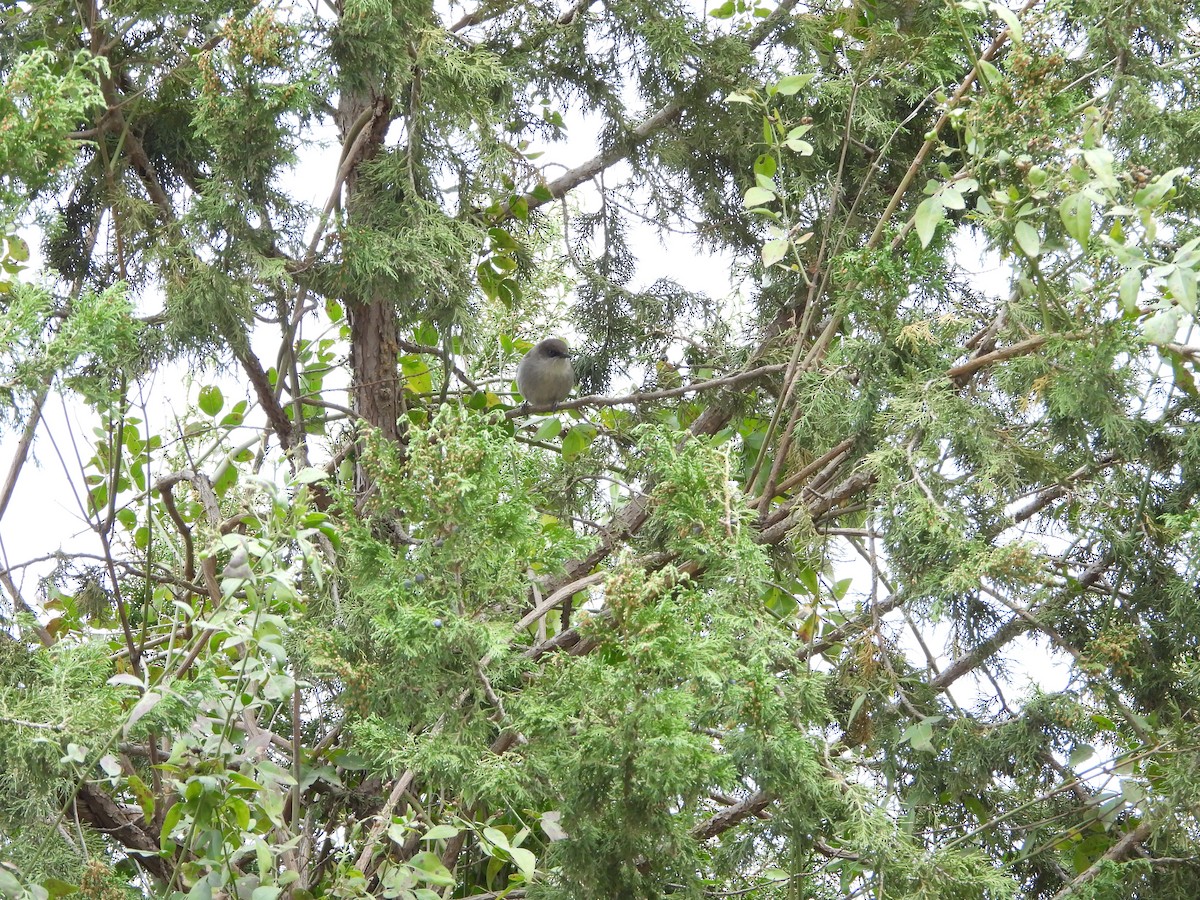 Yemen Warbler - ML616317547