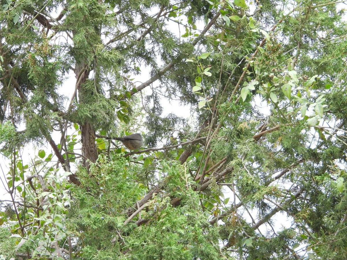 Yemen Warbler - ML616317553