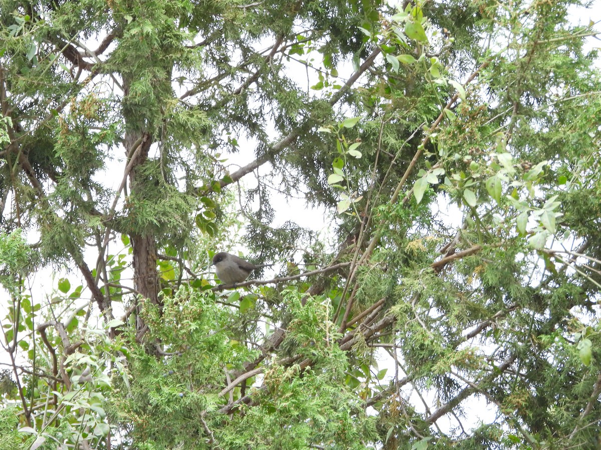 Yemen Warbler - ML616317554