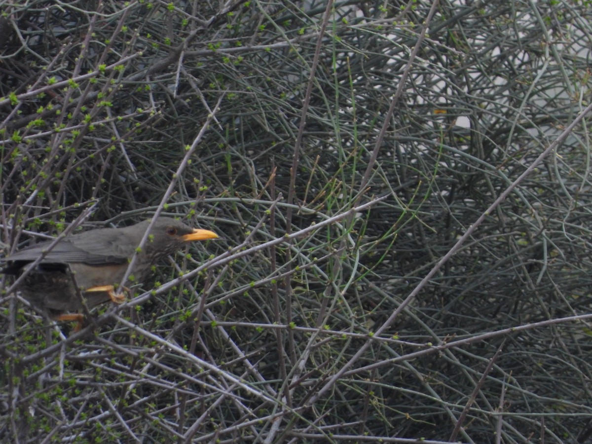 קיכלי תימני - ML616317563