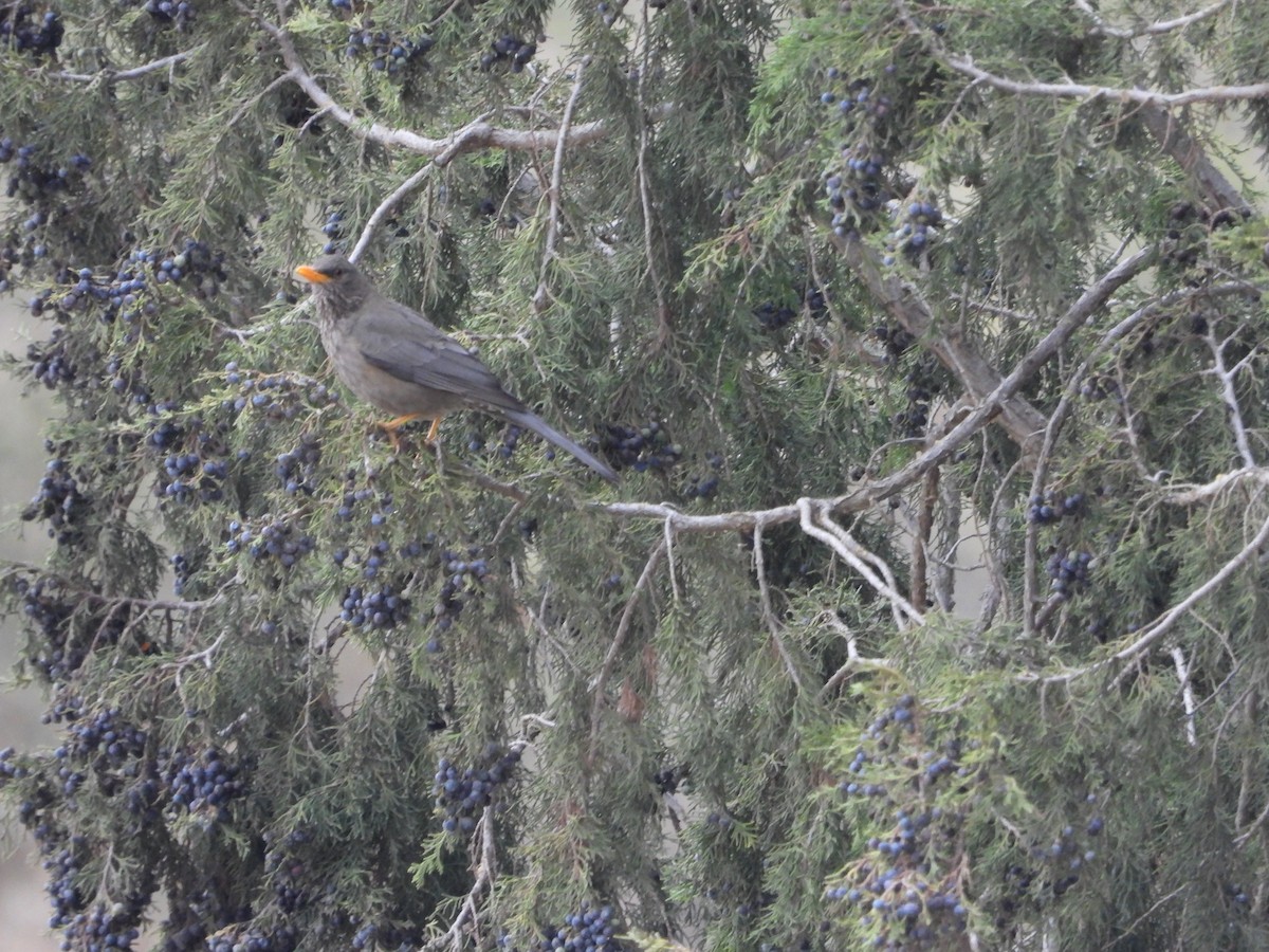 Yemen Thrush - ML616317565