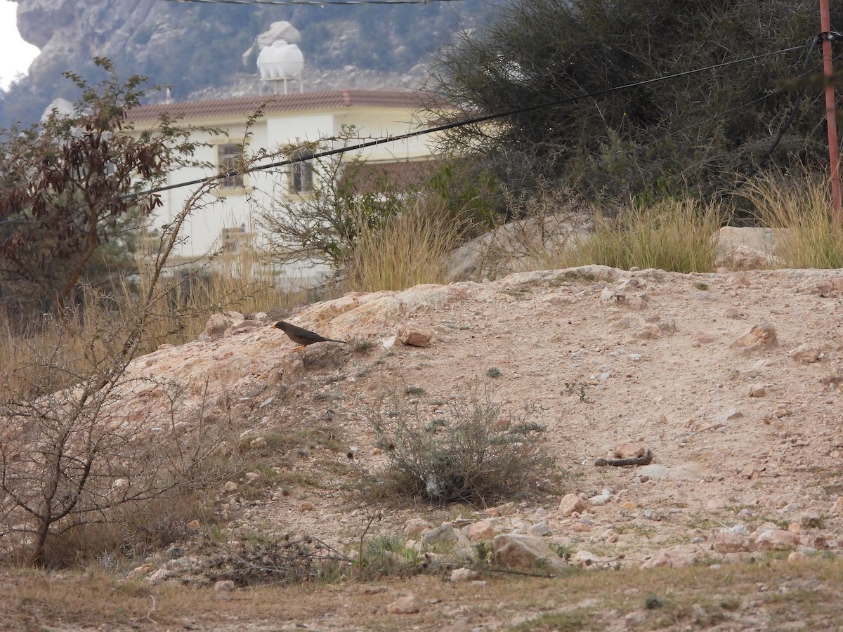 קיכלי תימני - ML616317566