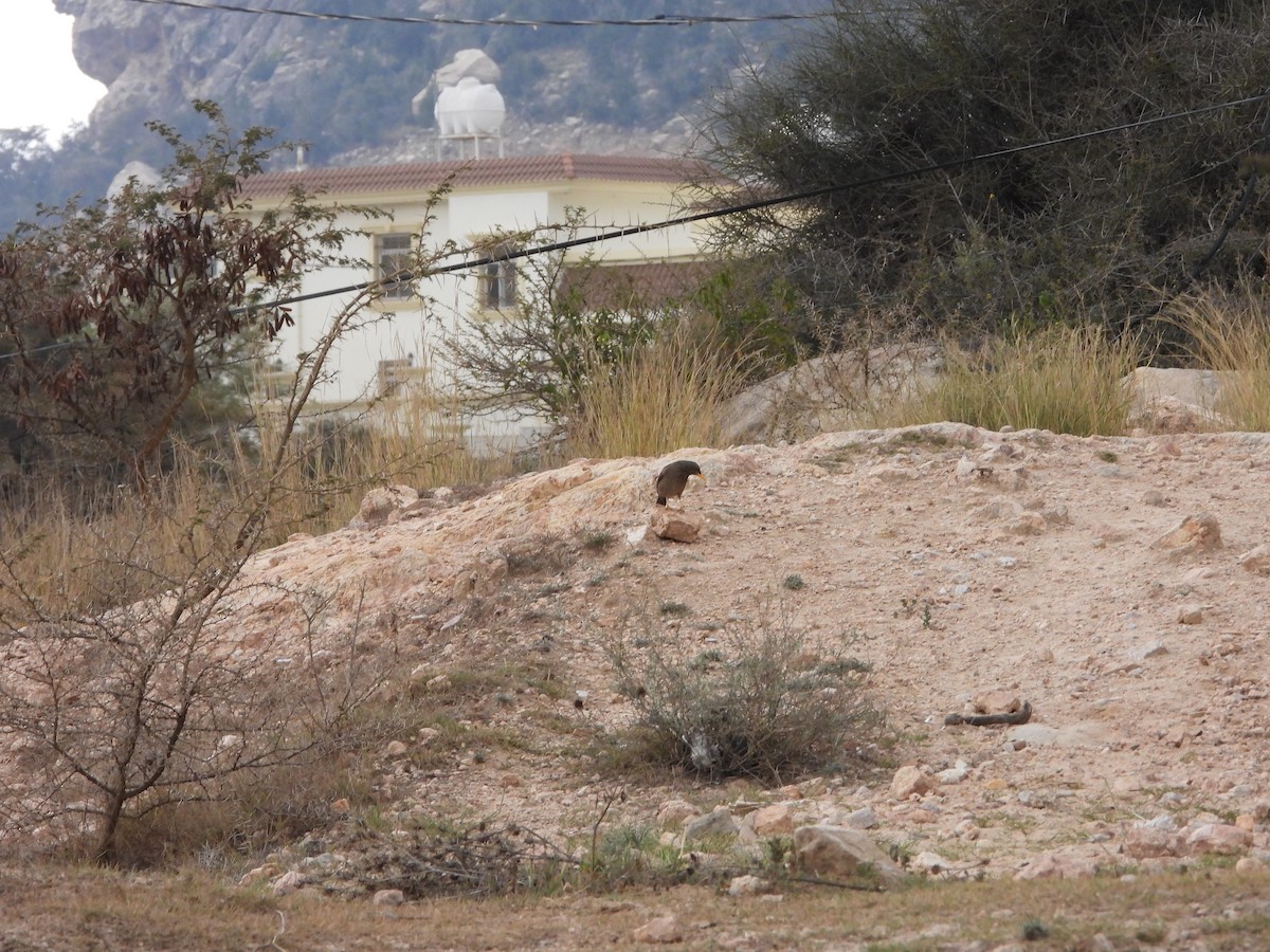 Yemen Thrush - ML616317567