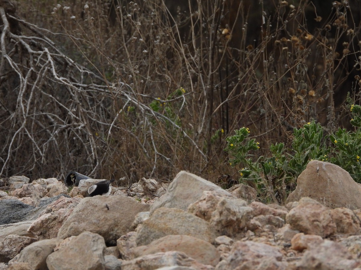 Yemen Thrush - ML616317568