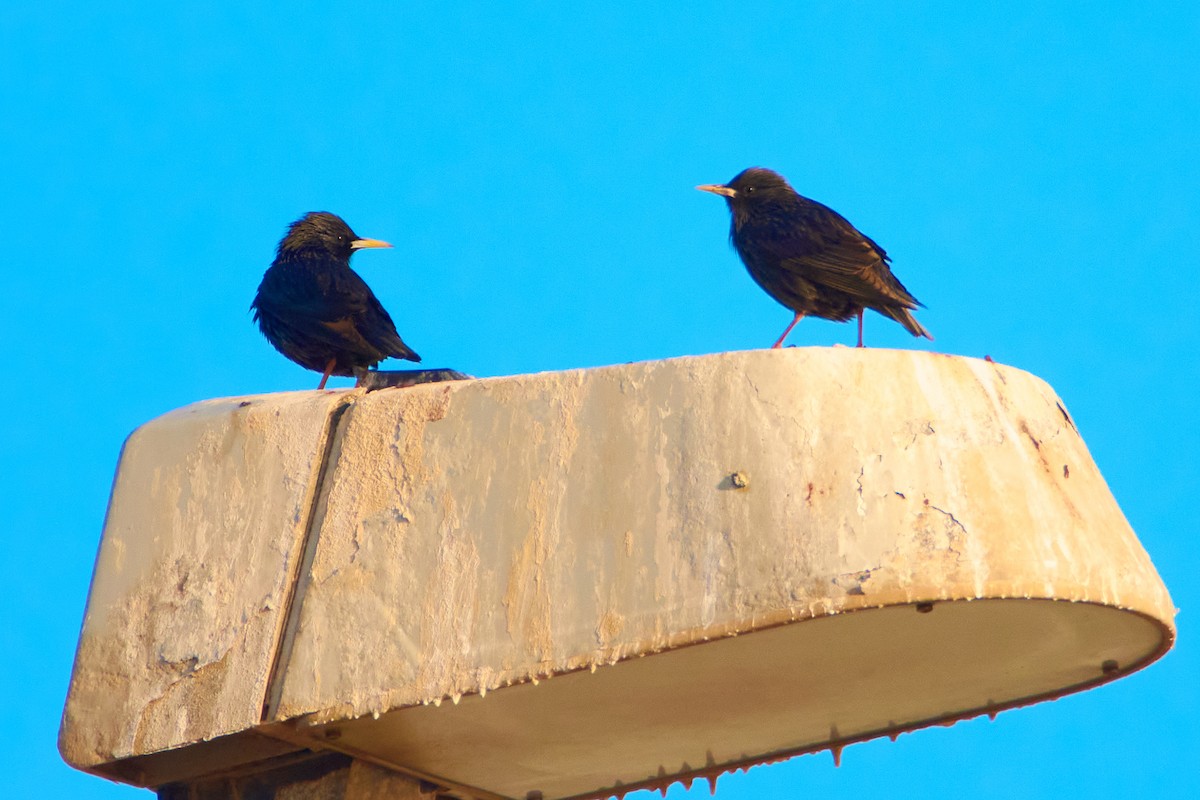 Spotless Starling - ML616317576