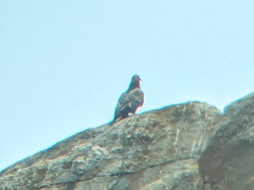 Oriental Honey-buzzard - ML616317598