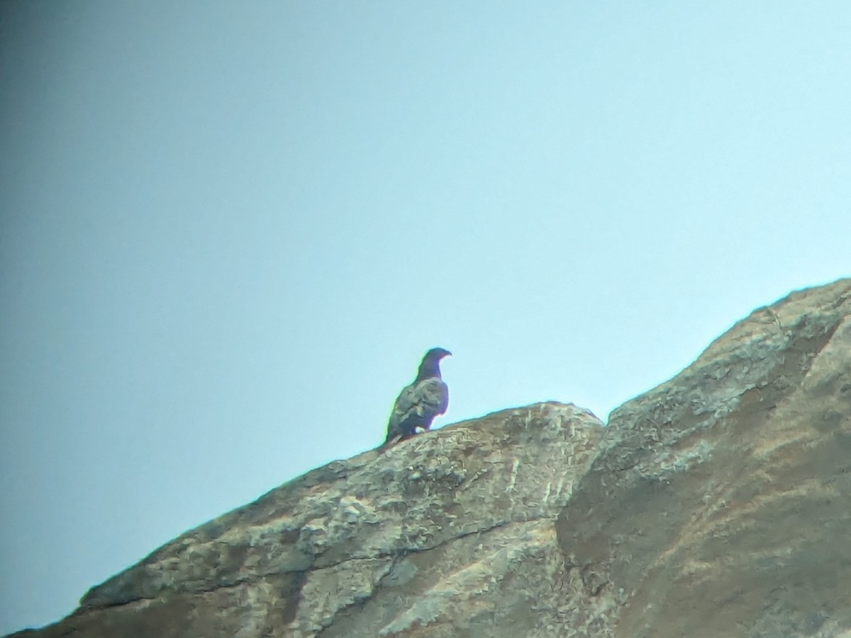 Oriental Honey-buzzard - ML616317599